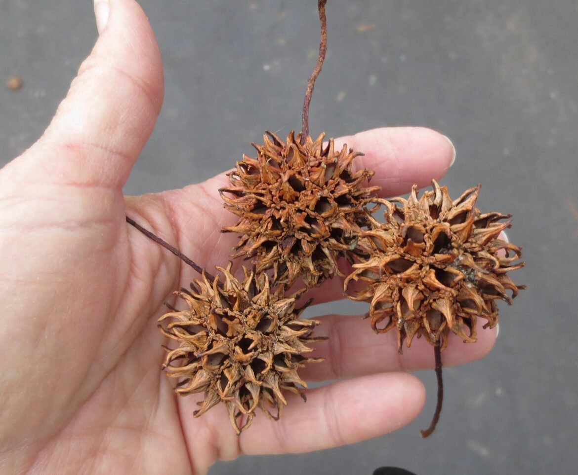 Any ideas for helping sweetgum balls break down?