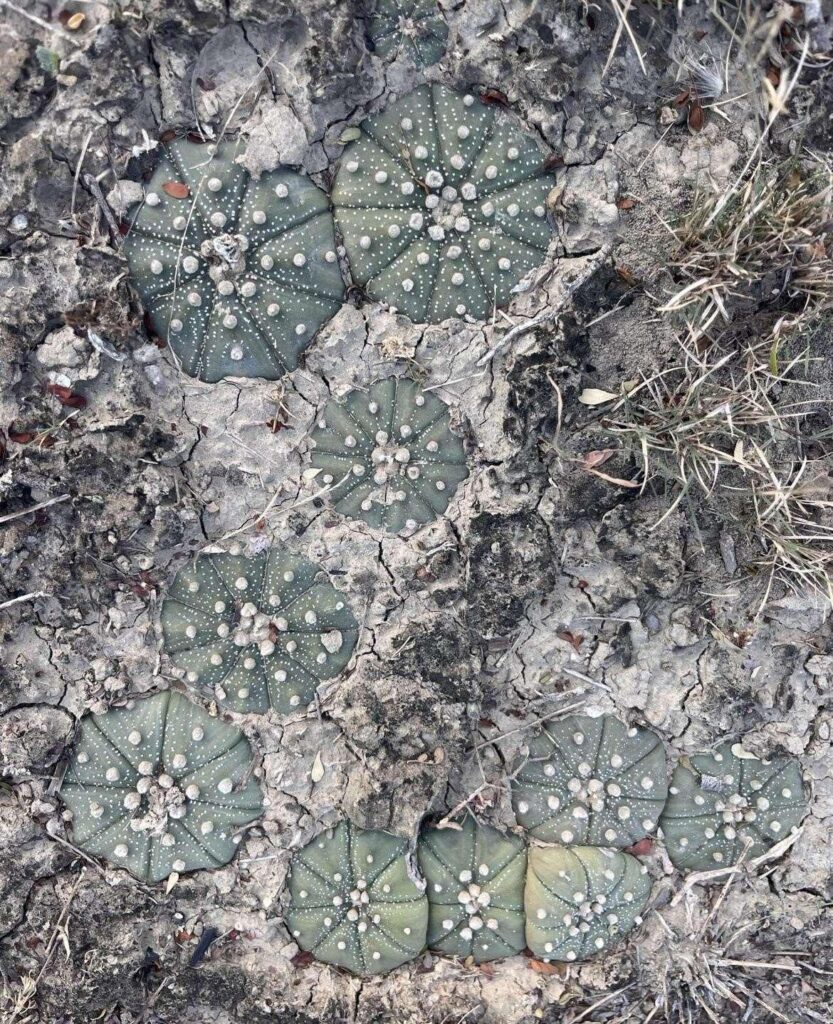 Astrophytums spotted while hiking :)