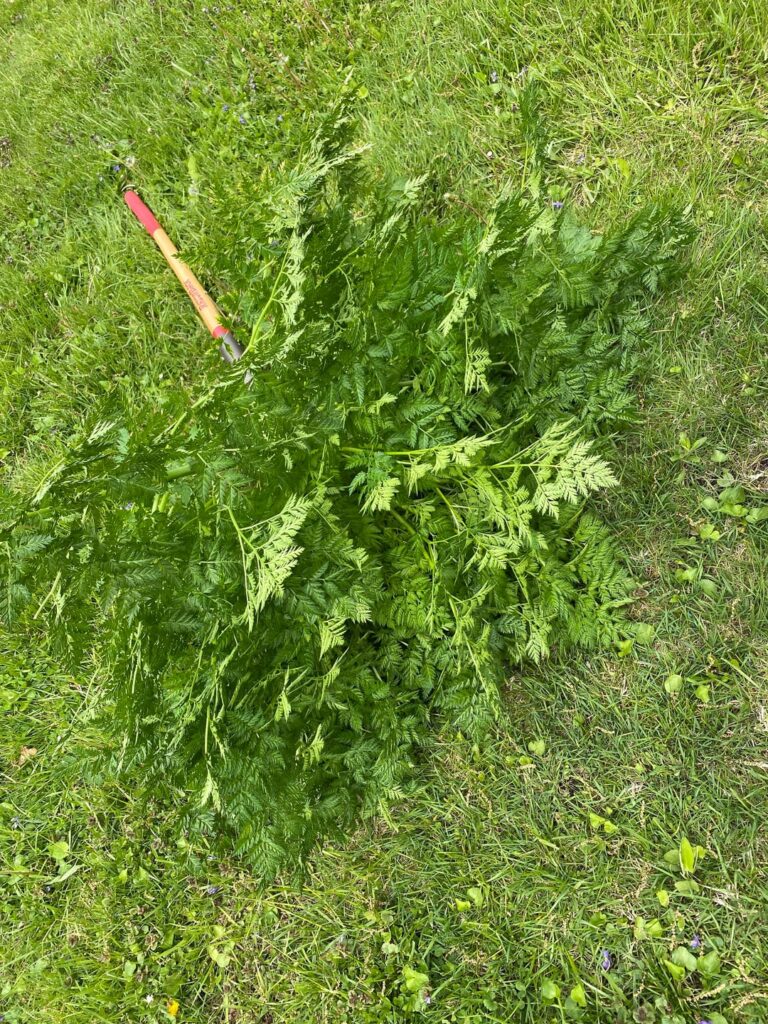 Is this plant dangerous?