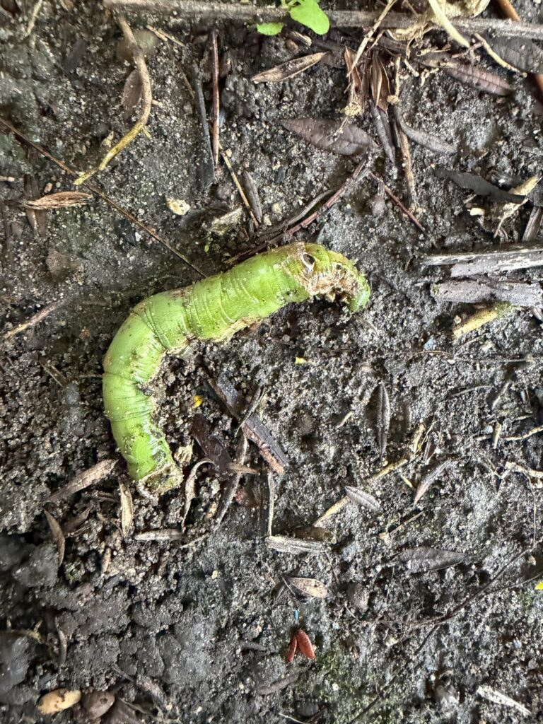 Identity of these little arseholes that destroyed my peace lily overnight