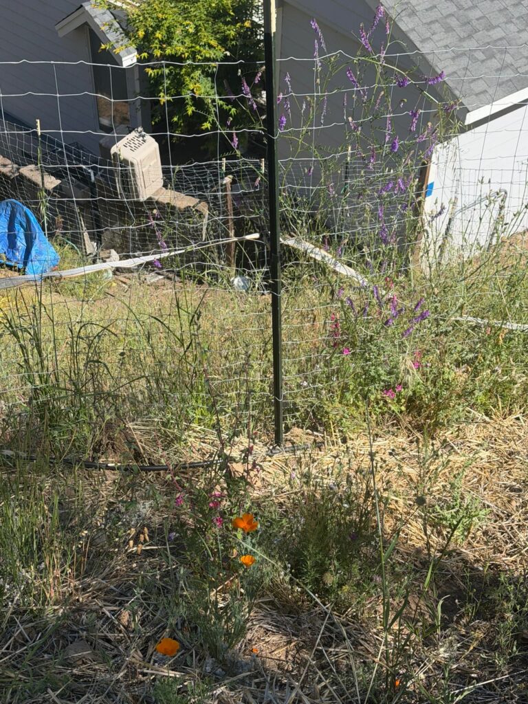 It's a mess but it's a native garden mess 🤣