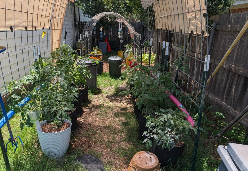 State of the Garden – Tomato Arbor State of the Garden - Tomato Arbor