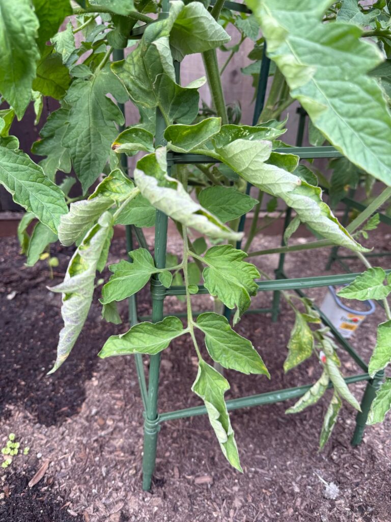 Over-watering, under-watering, or something else? Over-watering, under-watering, or something else?