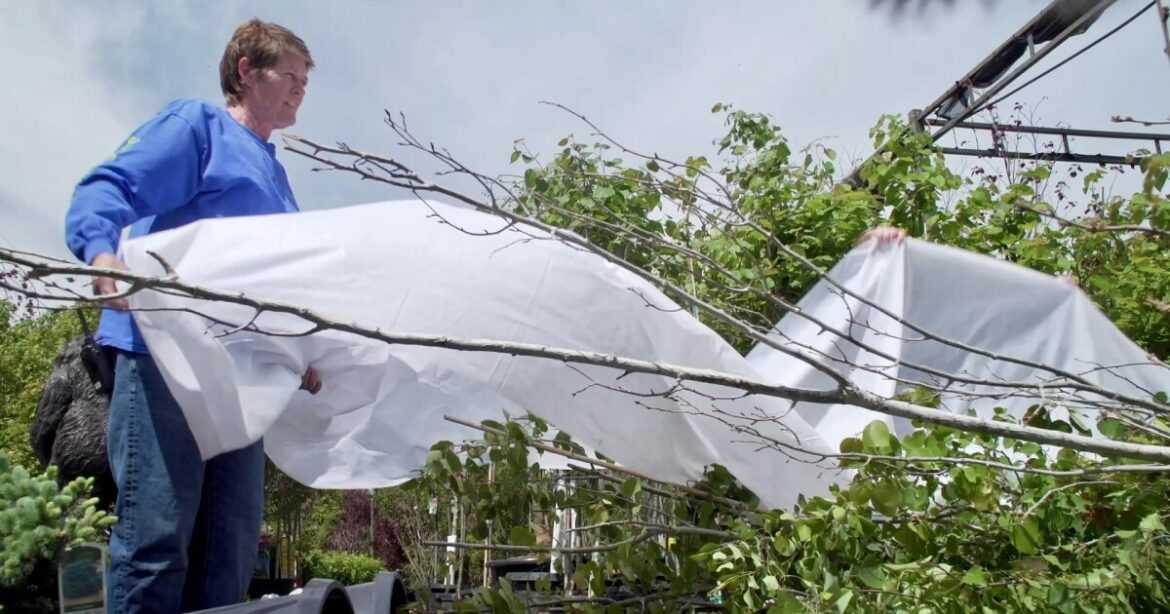 Denver garden centers scramble to protect spring plants as winter storm looms