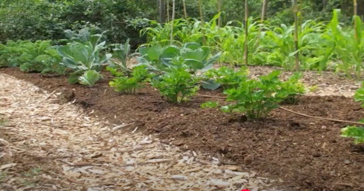 No-Till Gardening: An Easier Way to Grow