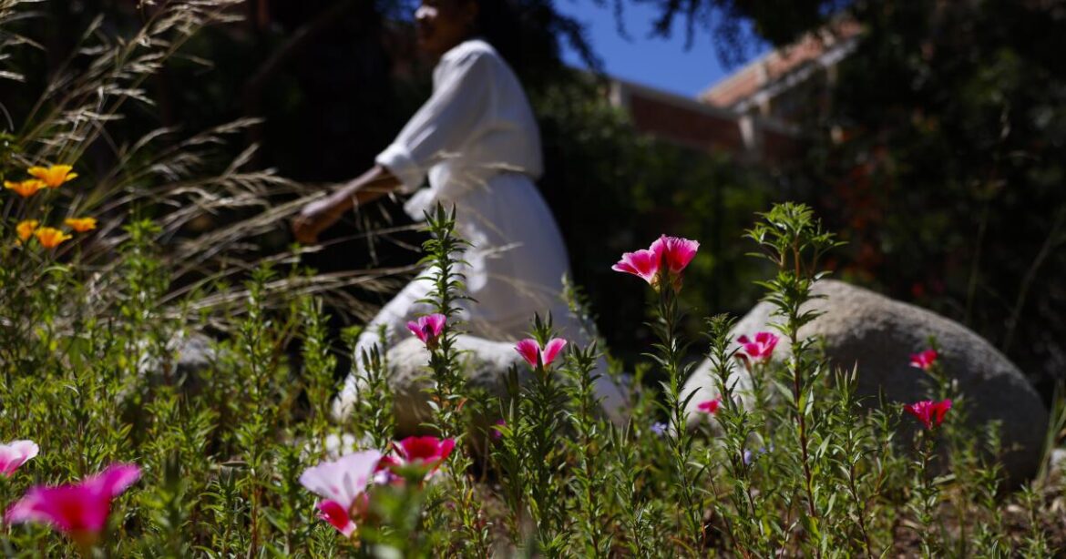 UCLA’s Mathias Botanical Garden will host its Clarkia Flower Festival UCLA's Mathias Botanical Garden will host its Clarkia Flower Festival