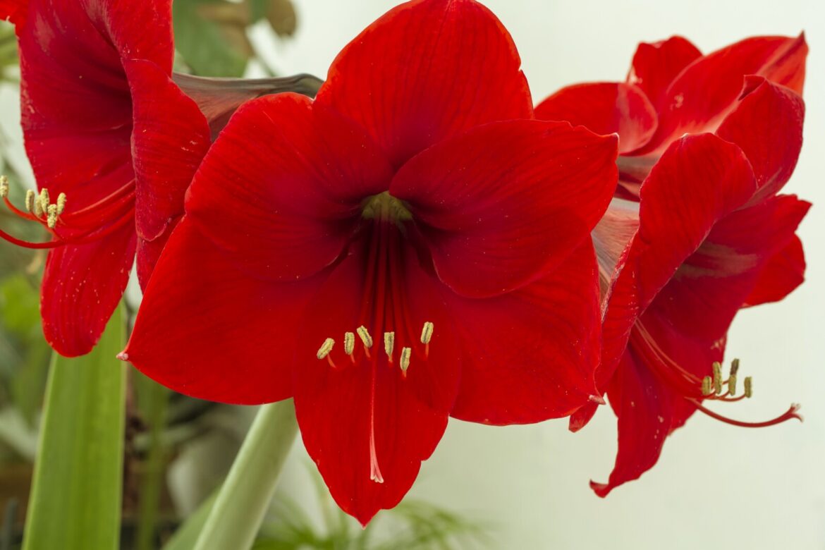 Ask a Master Gardener: Why is my amaryllis acting like this? – Duluth News Tribune Ask a Master Gardener: Why is my amaryllis acting like this? - Duluth News Tribune