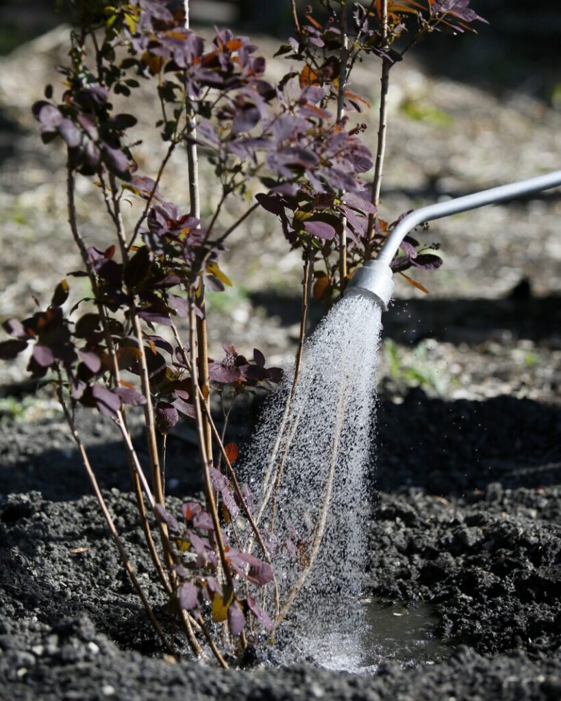 Master Gardener Sue Morris: Products on market can help with watering needs - West Central Tribune