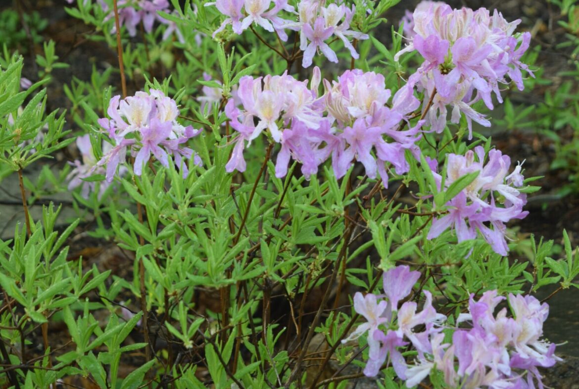 Ask the Master Gardener: There are gorgeous azaleas that grow well in the Brainerd lakes area - Brainerd Dispatch