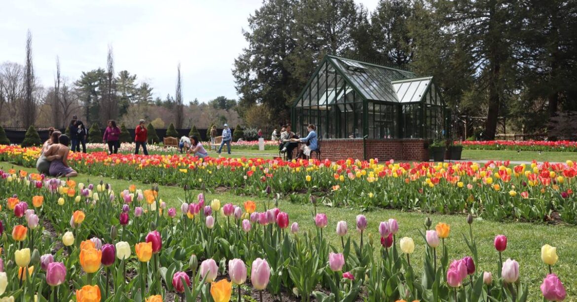 Four hotspots to catch the best spring blooms around New England
