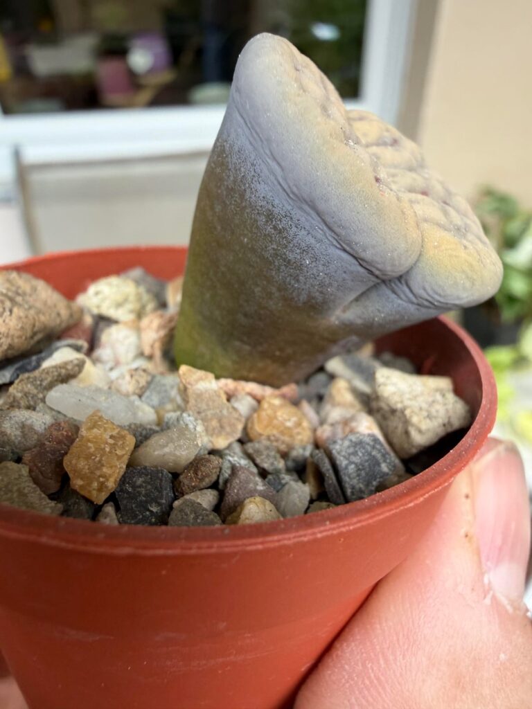 Lithops schwantesii hasn’t split or flowered — should I water it after 7 months dry Lithops schwantesii hasn’t split or flowered — should I water it after 7 months dry