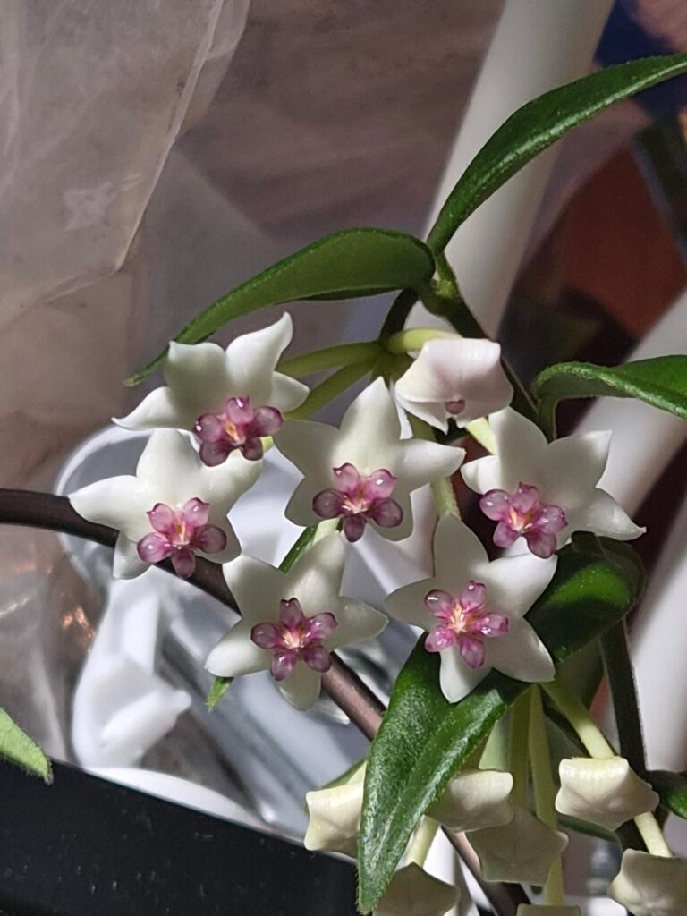 Hoya bella flowers