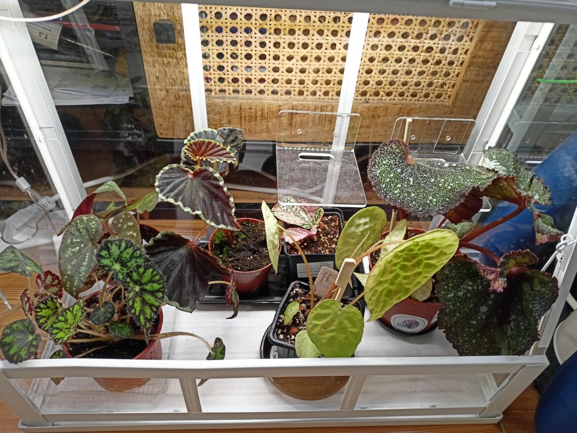 Plant fair haul