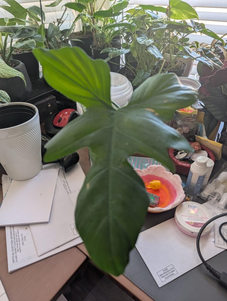 Are these the same type and if so, what is it?