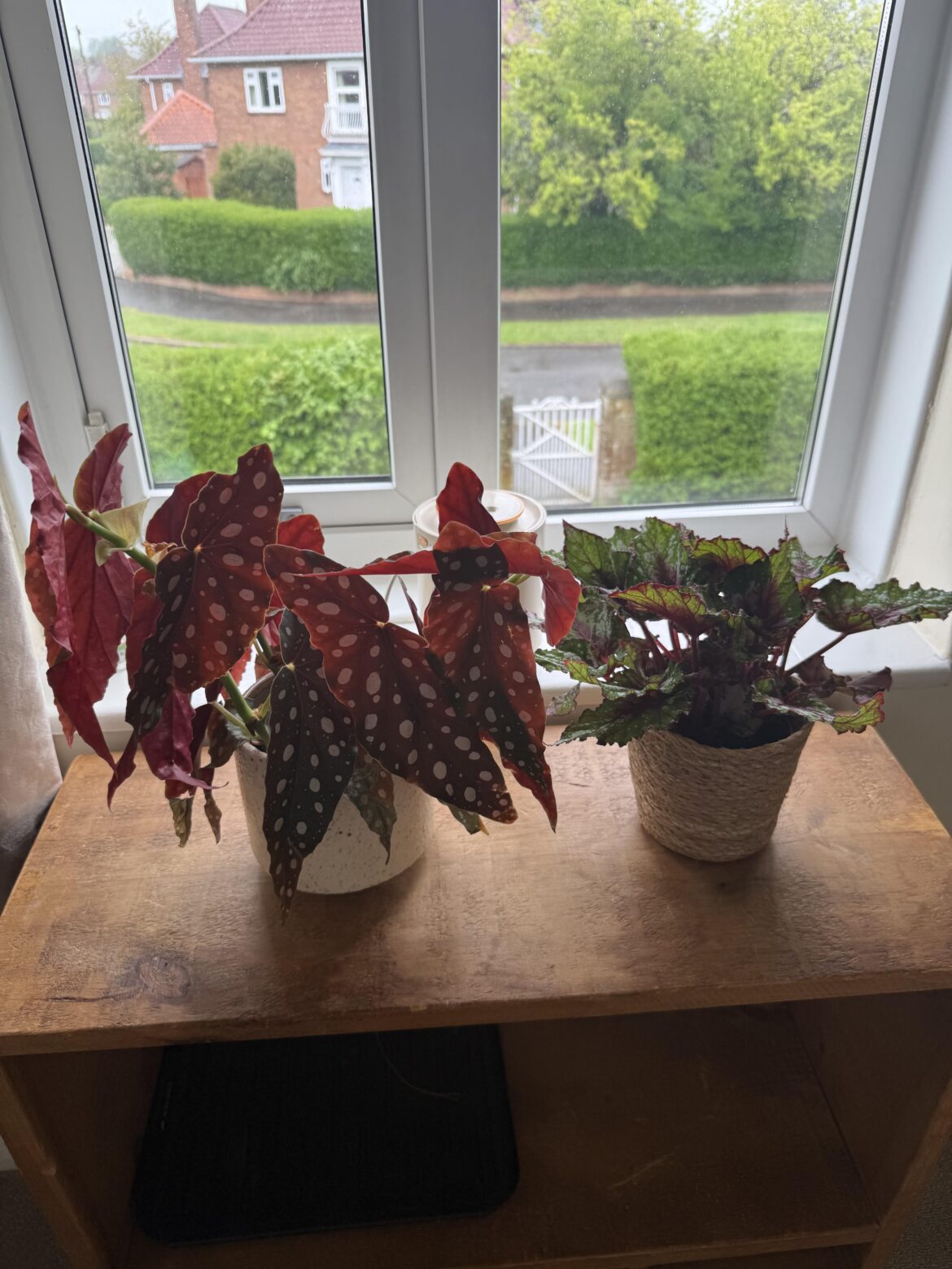 Should I repot my begonia mac?