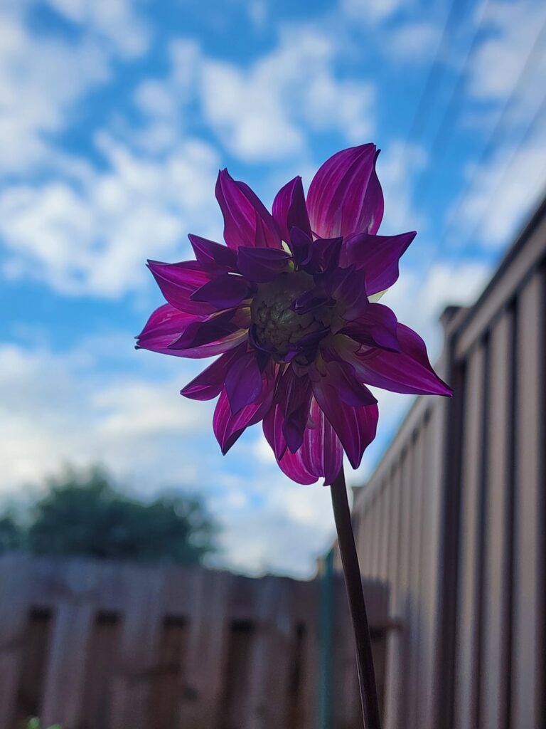 Florets bees choice