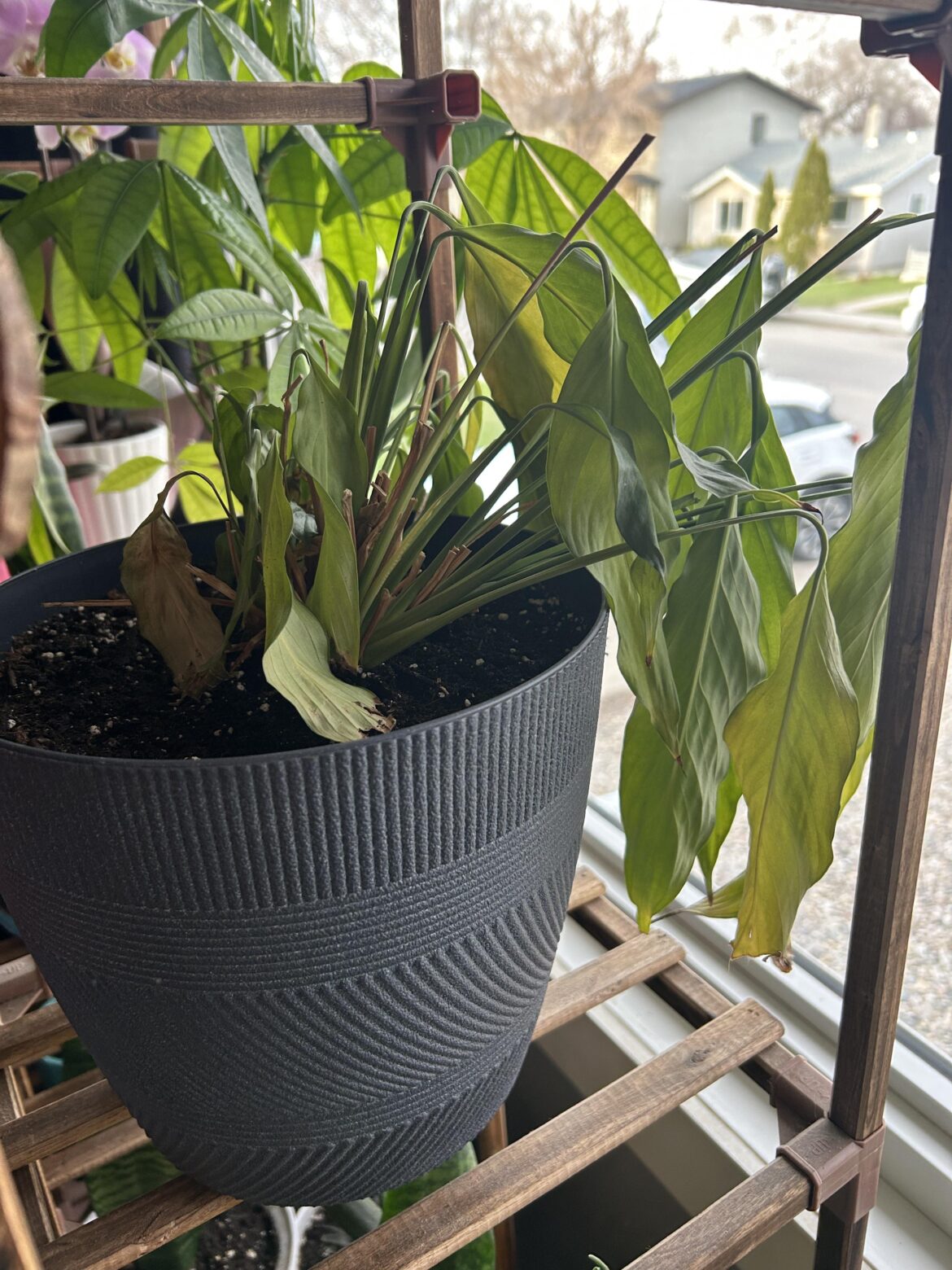 Peace Lily is droopy Peace Lily is droopy