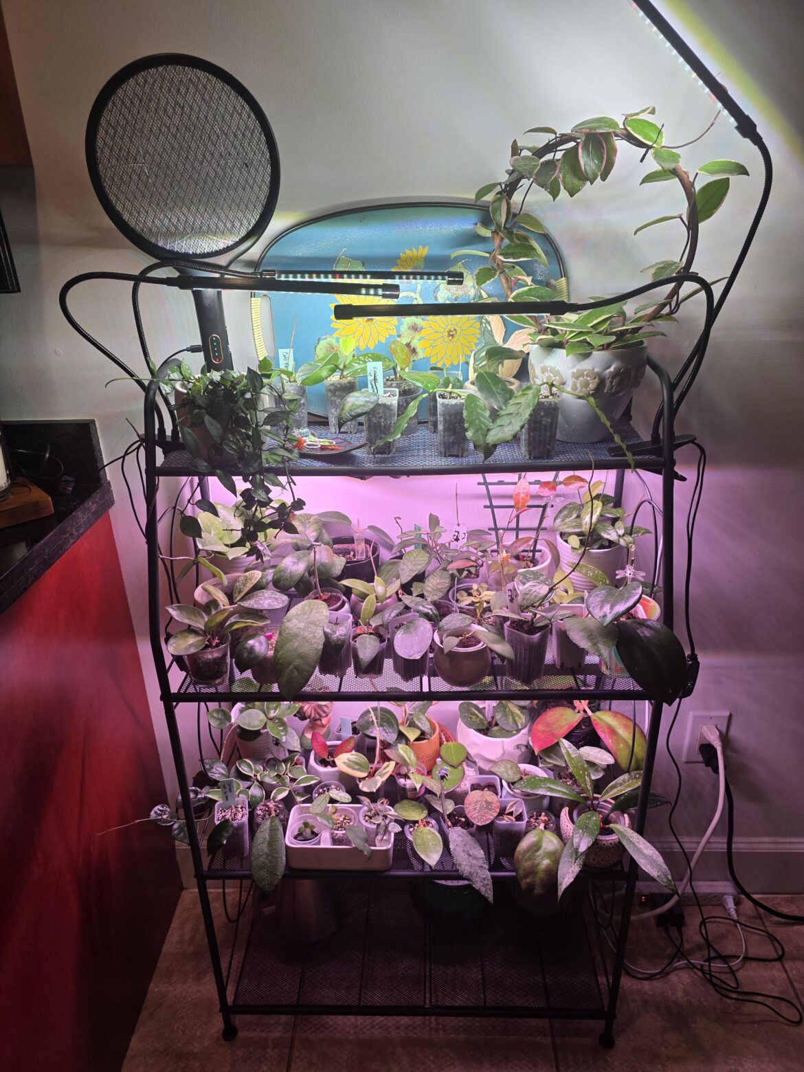 Plant shelves!