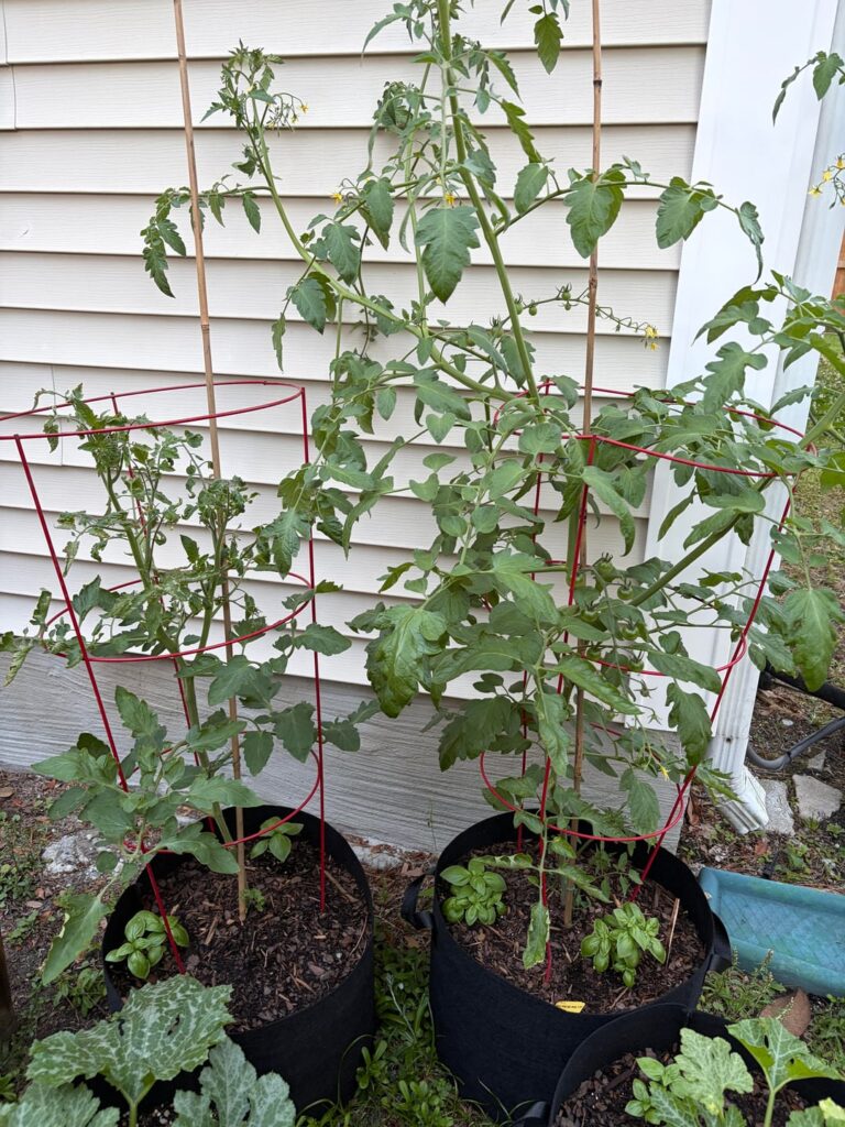 What’s wrong with the one on the left?