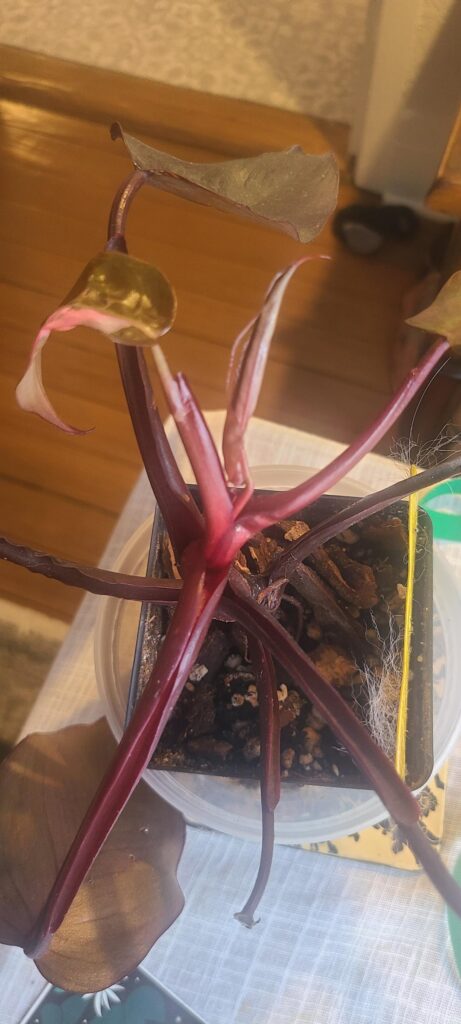 My pink princess needs to slow down...