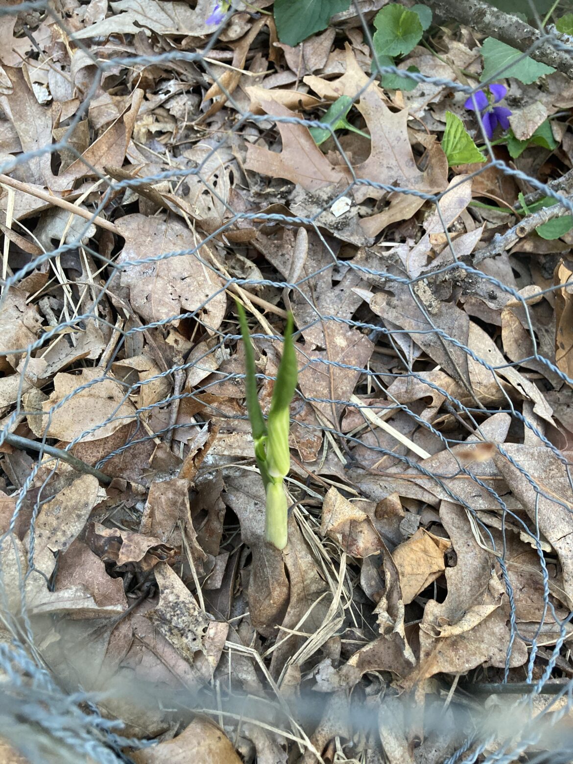 The Jack is in the Pulpit, I repeat: the Jack is in the Pulpit