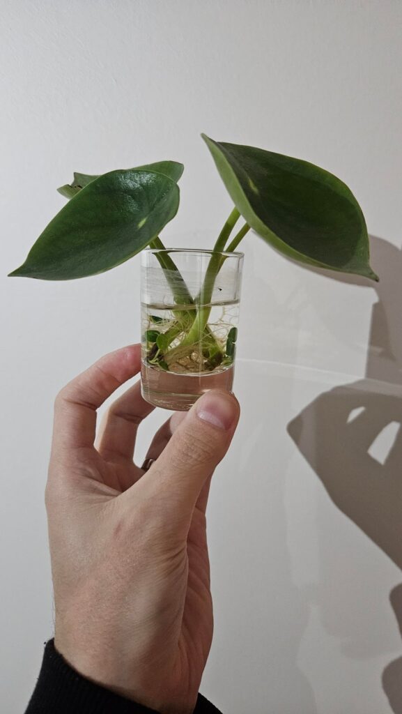 How do i transplant this into soil?