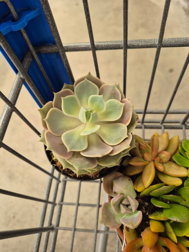 Rescue Lola! 🥞