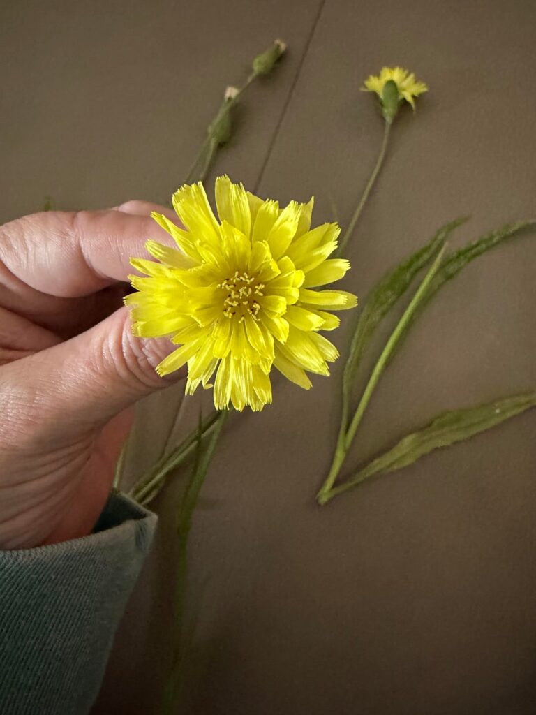 Is this a dandelion?