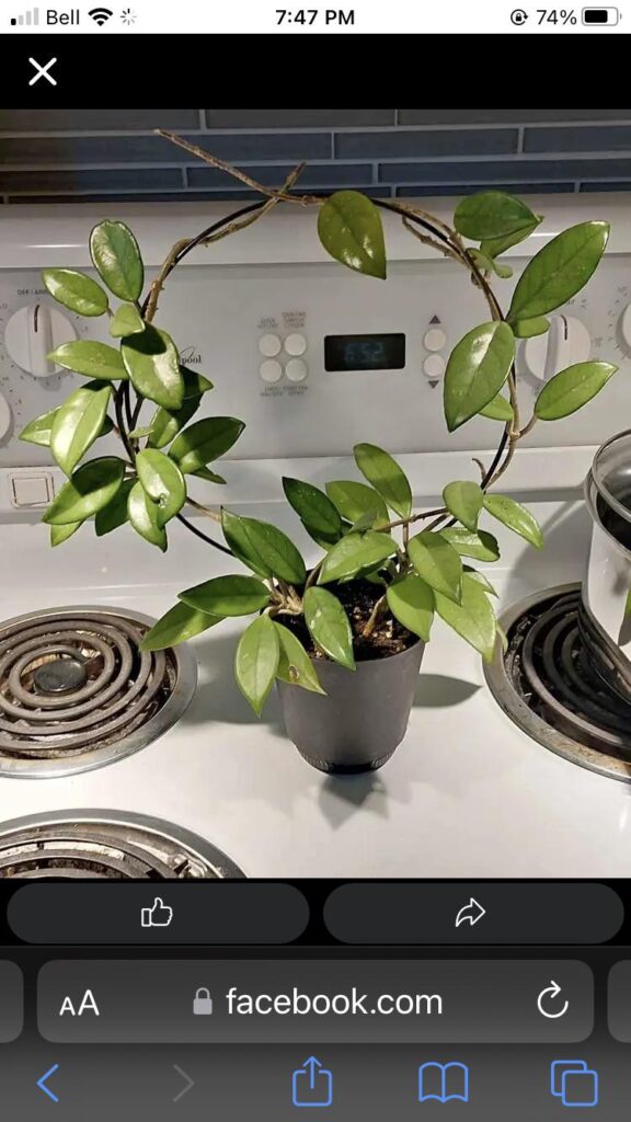 Help me id