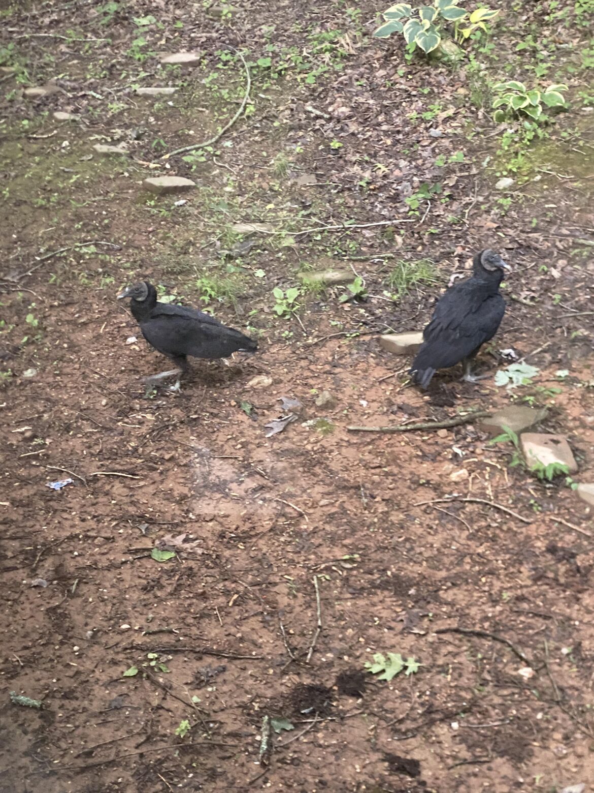 Does anyone here know how to keep vultures from roosting on and around the house?