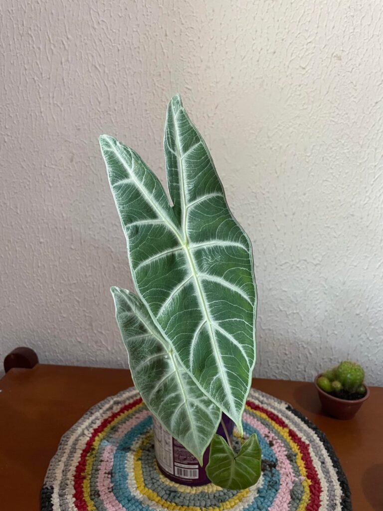 Qual é essa alocasia ? Qual é essa alocasia ?