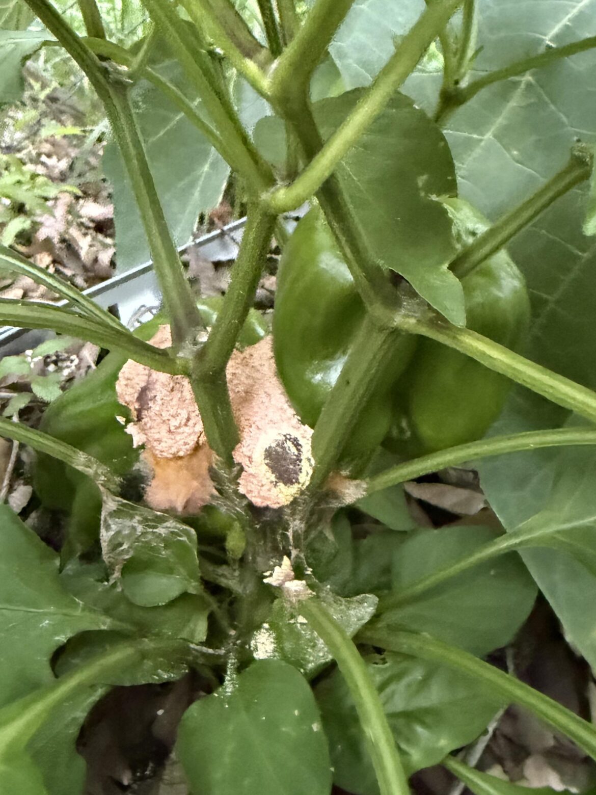 What is this on my pepper plant?!