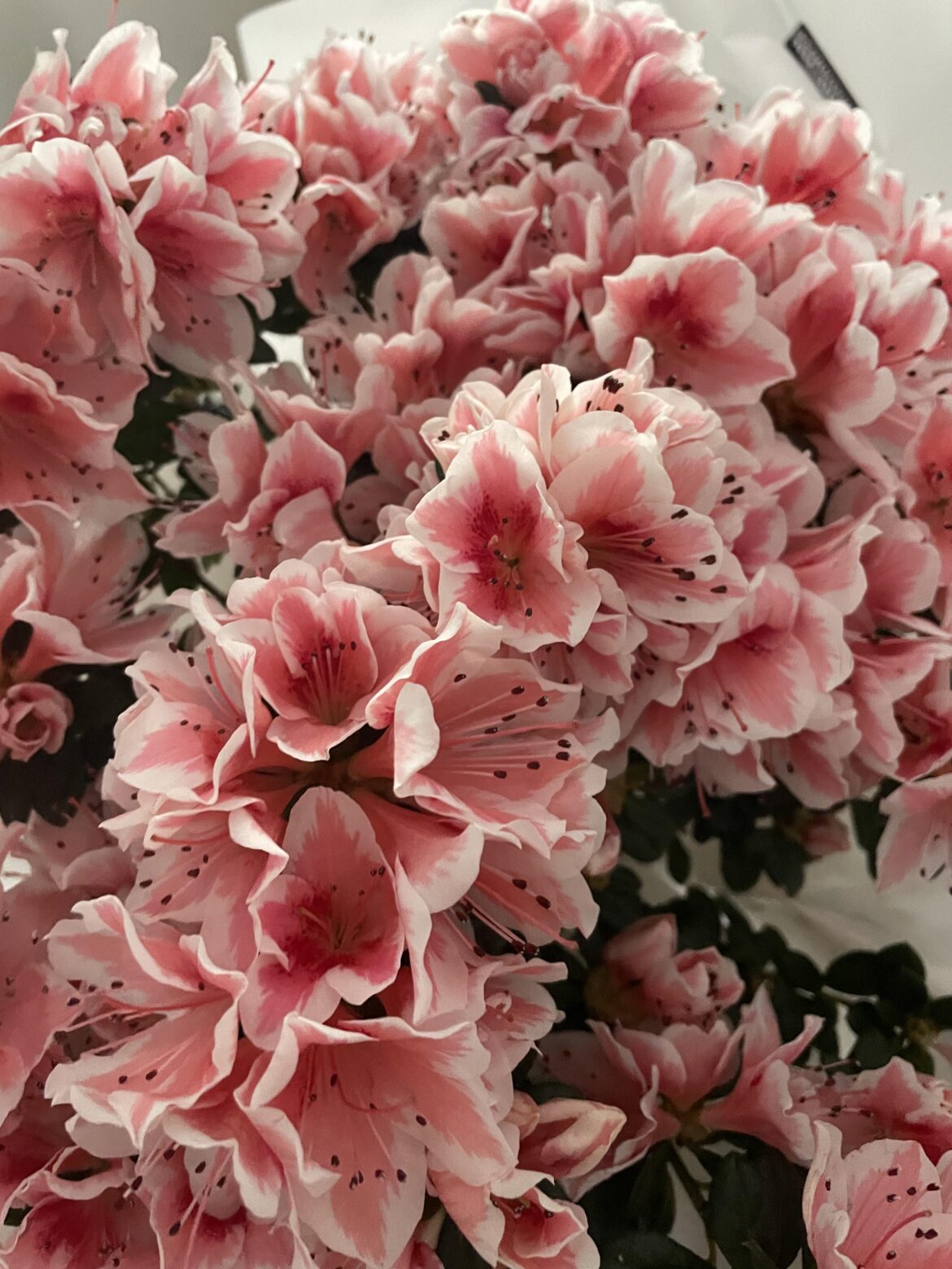 does anybody know what kind of flower is this? and is it safe for cats?