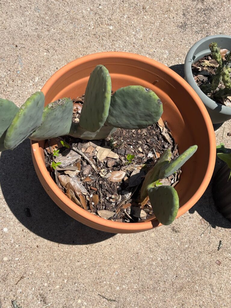 What do I need to do for my cholla and prickly pear? What do I need to do for my cholla and prickly pear?
