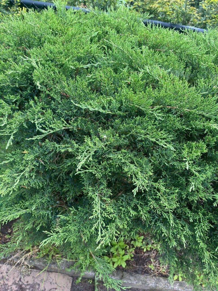 Digging out my first urban Juniper on friday