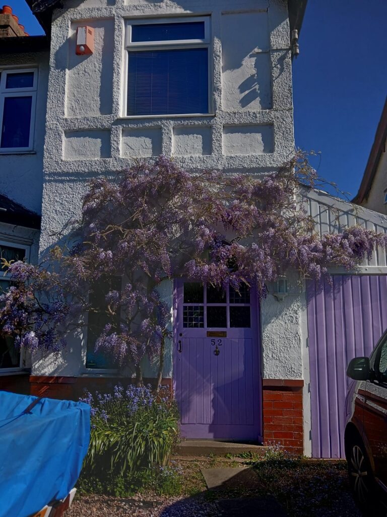 My dads Wisteria