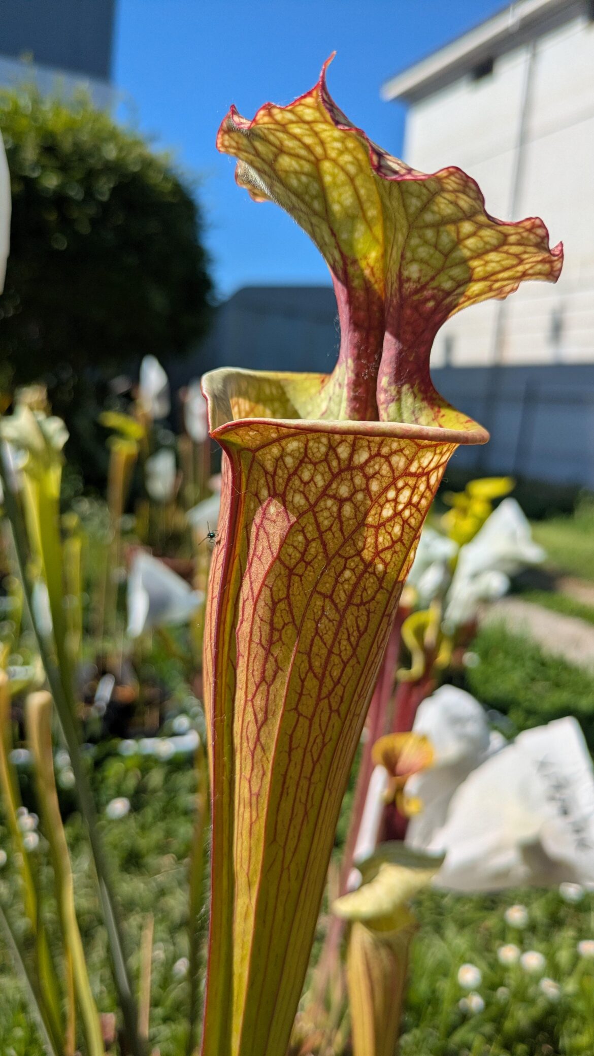 The Queen herself, 'Leah Wilkerson', opened.