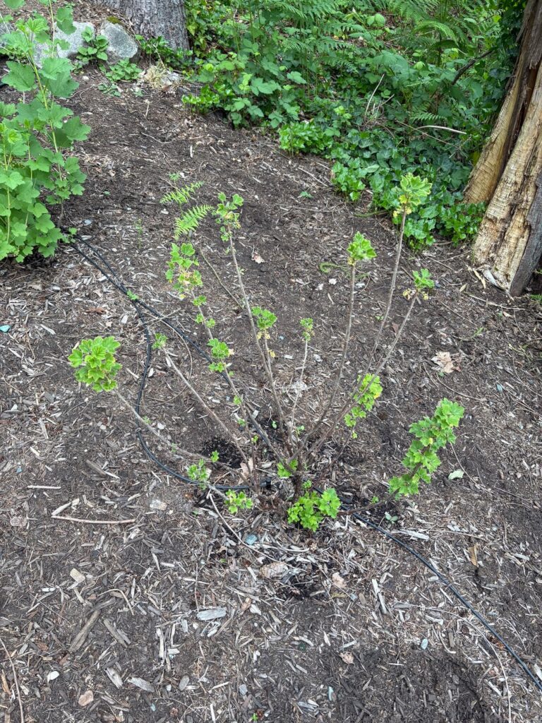 What’s wrong with my Cherry Red Currant? What’s wrong with my Cherry Red Currant?