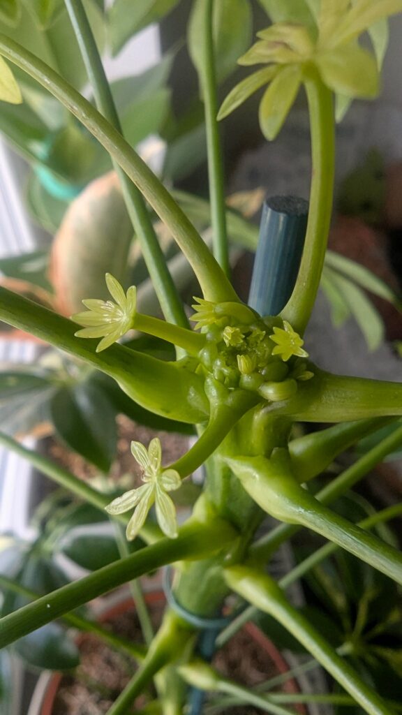 My Schefflera mutating I guess?