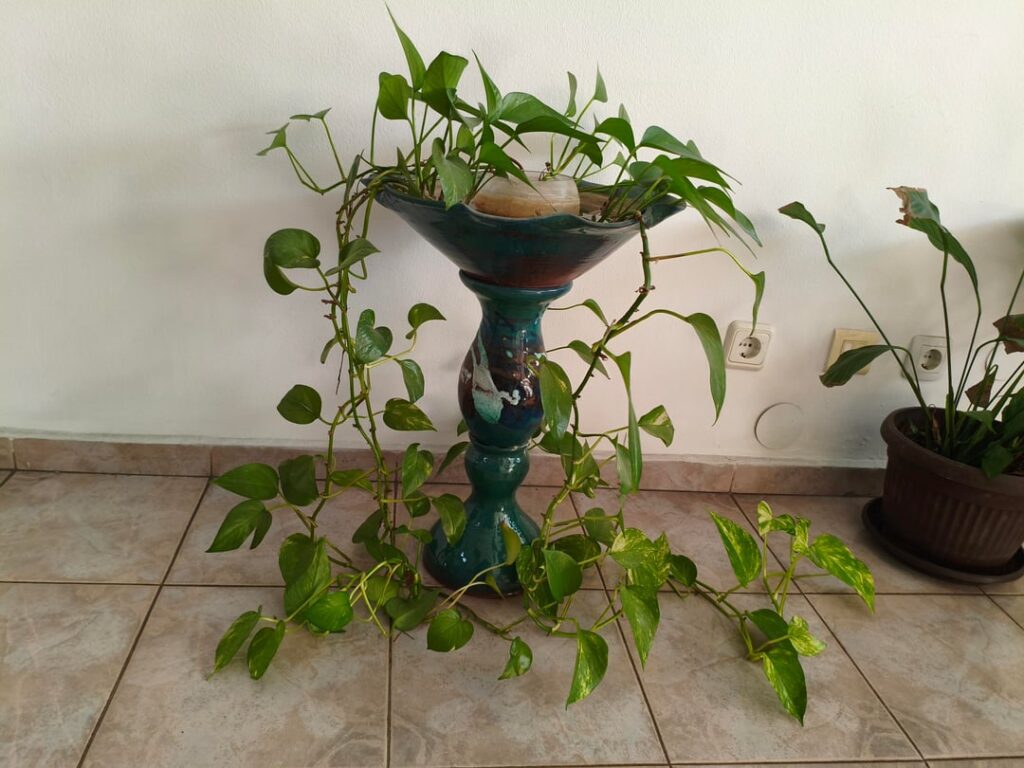 This pothos that's been growing in nothing but water for at least 3 years.