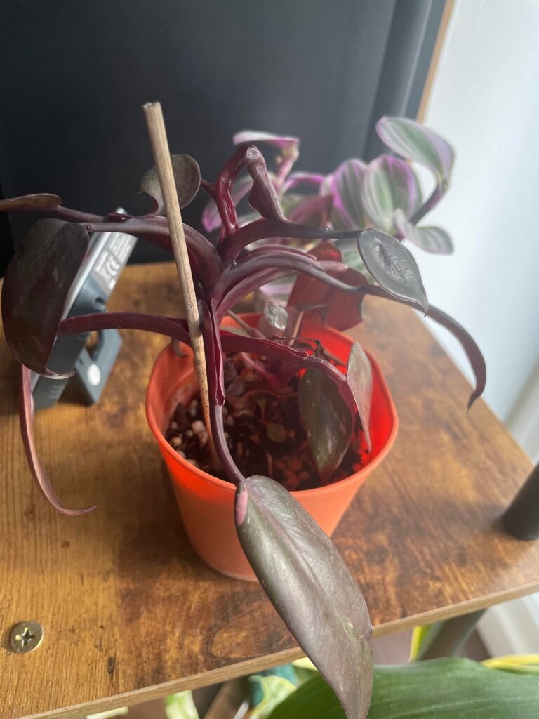 Should I chop this chap?