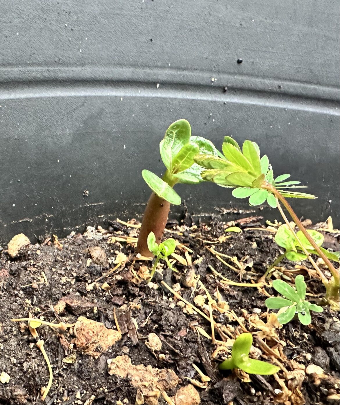 Baby Adenium