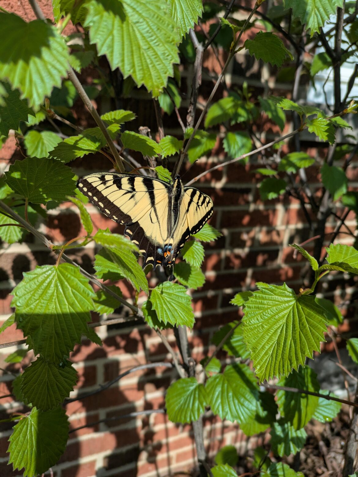 Swallowtail on viburnum