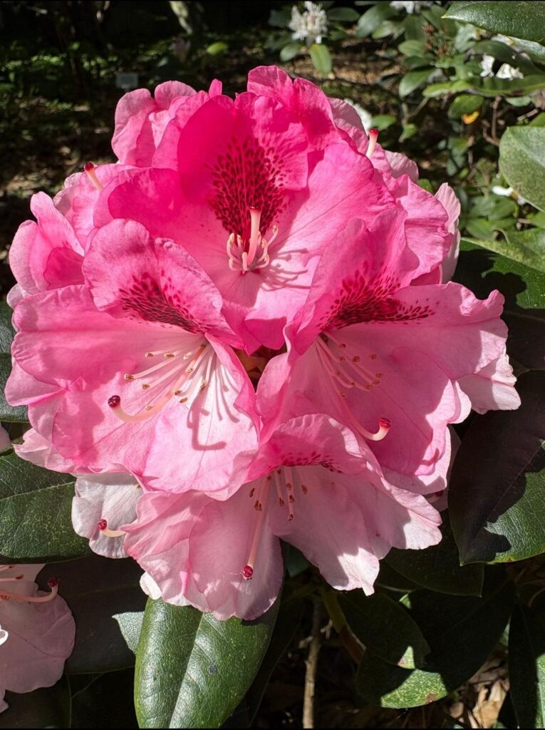 Rhododendron