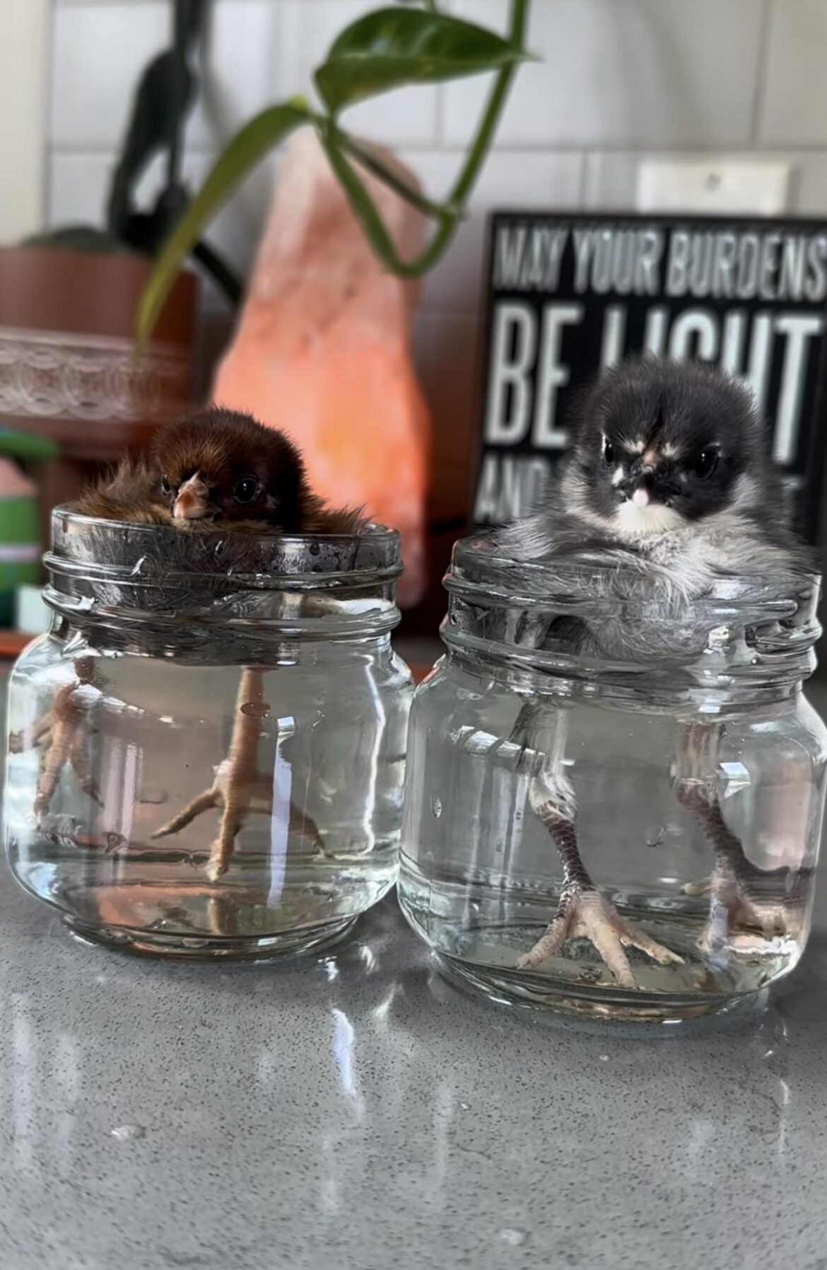 My propagation is finally roosting!!