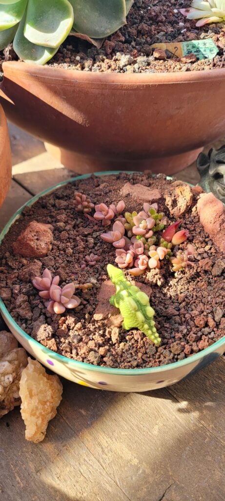 Experimented with planting a succulent ‘slab’ instead of separating props Experimented with planting a succulent ‘slab’ instead of separating props