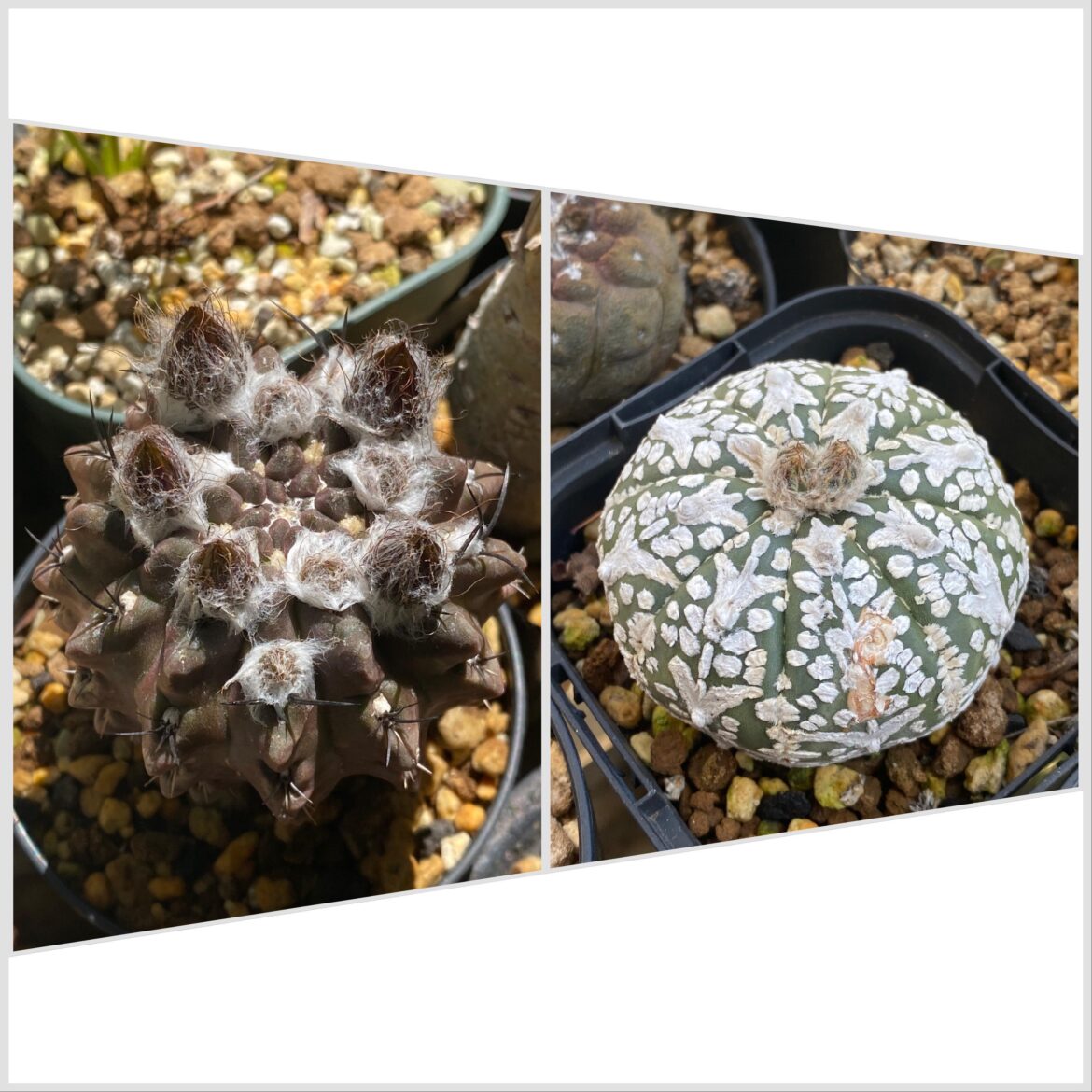 Excited for my Eriosyce occulta and Astrophytum asterias to flower. Can’t believe especially how many buds my Eriosyce is putting out and it’s my first time seeing asterias put out 2 buds at the same time.
