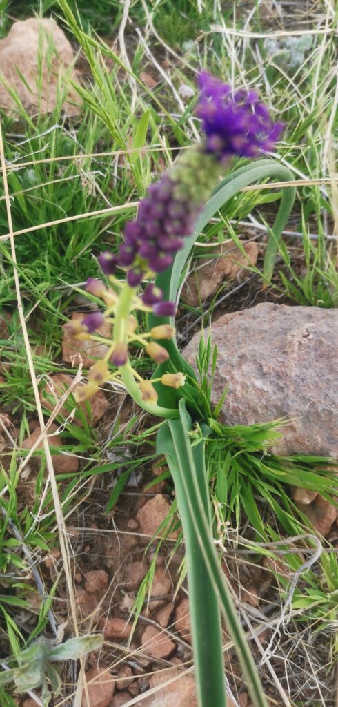 Help identify this plant thank you