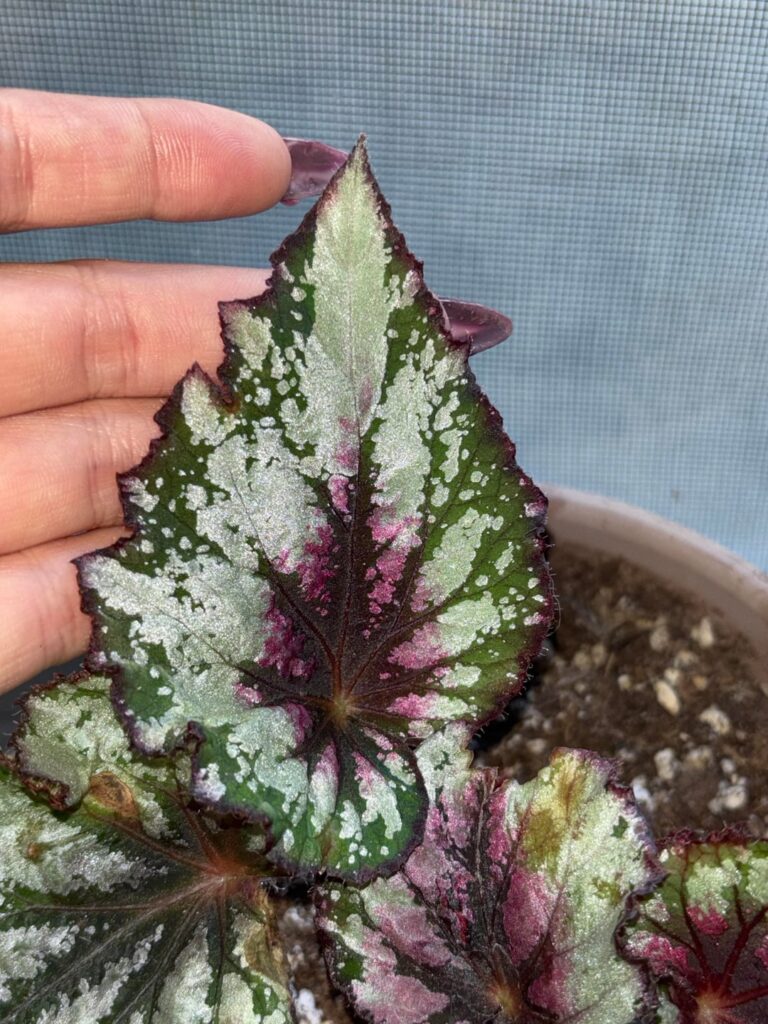 New growth