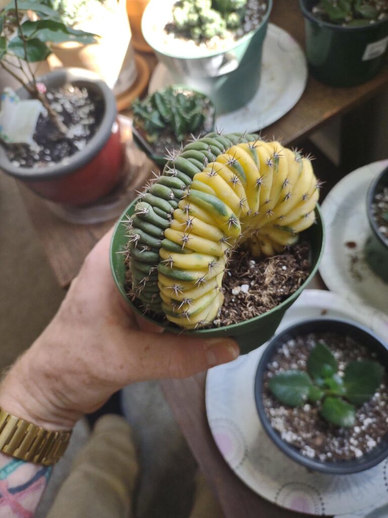 My first San Pedro!